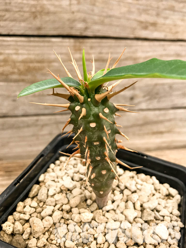 SHPR5337 Euphorbia viguieri, red veins, Madagascar - Image 3