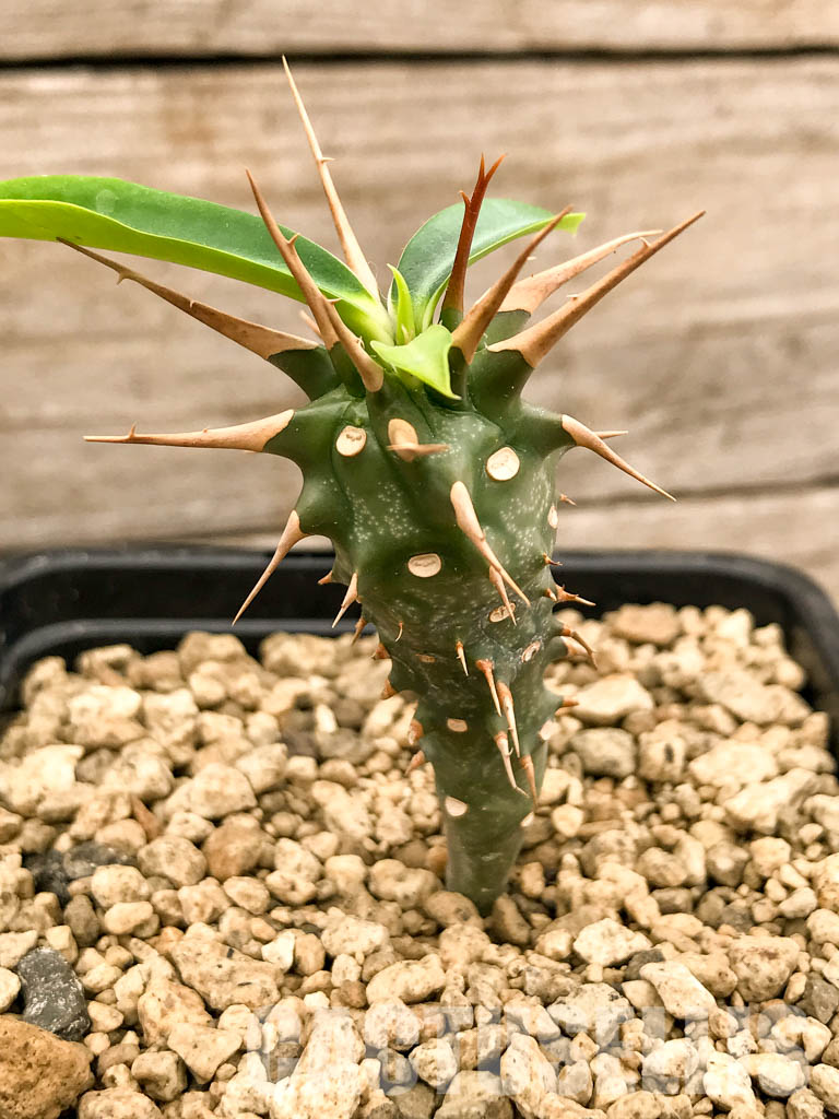 SHPR5337 Euphorbia viguieri, red veins, Madagascar