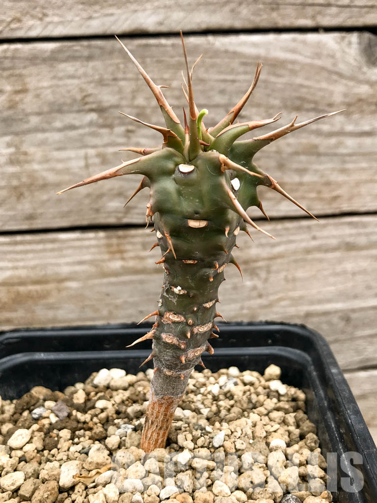 SHPR5338 Euphorbia viguieri, red veins, Madagascar