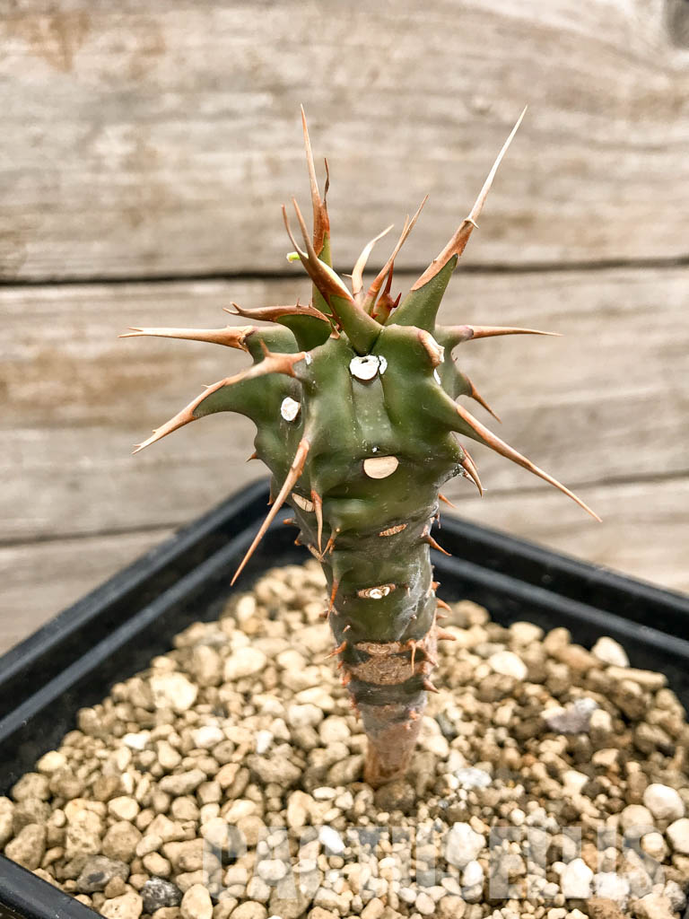 SHPR5338 Euphorbia viguieri, red veins, Madagascar - Зображення 3