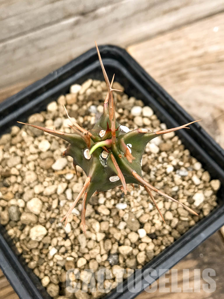 SHPR5338 Euphorbia viguieri, red veins, Madagascar - Зображення 4