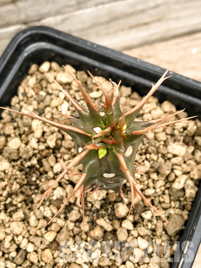 SHPR5338 Euphorbia viguieri, red veins, Madagascar - Зображення 5