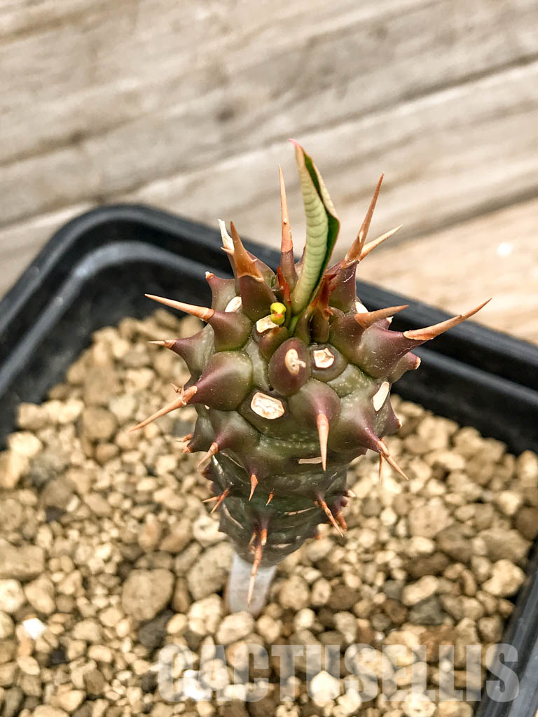 SHPR5338 Euphorbia viguieri, red veins, Madagascar - Зображення 6