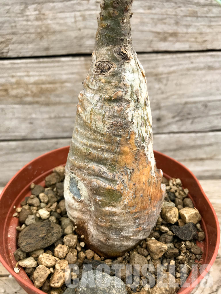 SHPR5352 Pachypodium rosulatum subs. gracilius, Isalo mountains 300 and 1000 m., Madagascar - Imagen 2