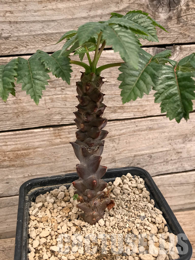 SHPR5353 Beiselia mexicana, SW Mexico - Imagen 2