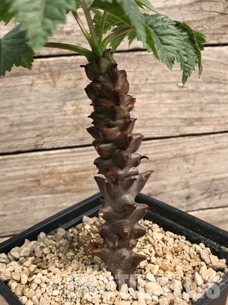 SHPR5353 Beiselia mexicana, SW Mexico - Imagen 3