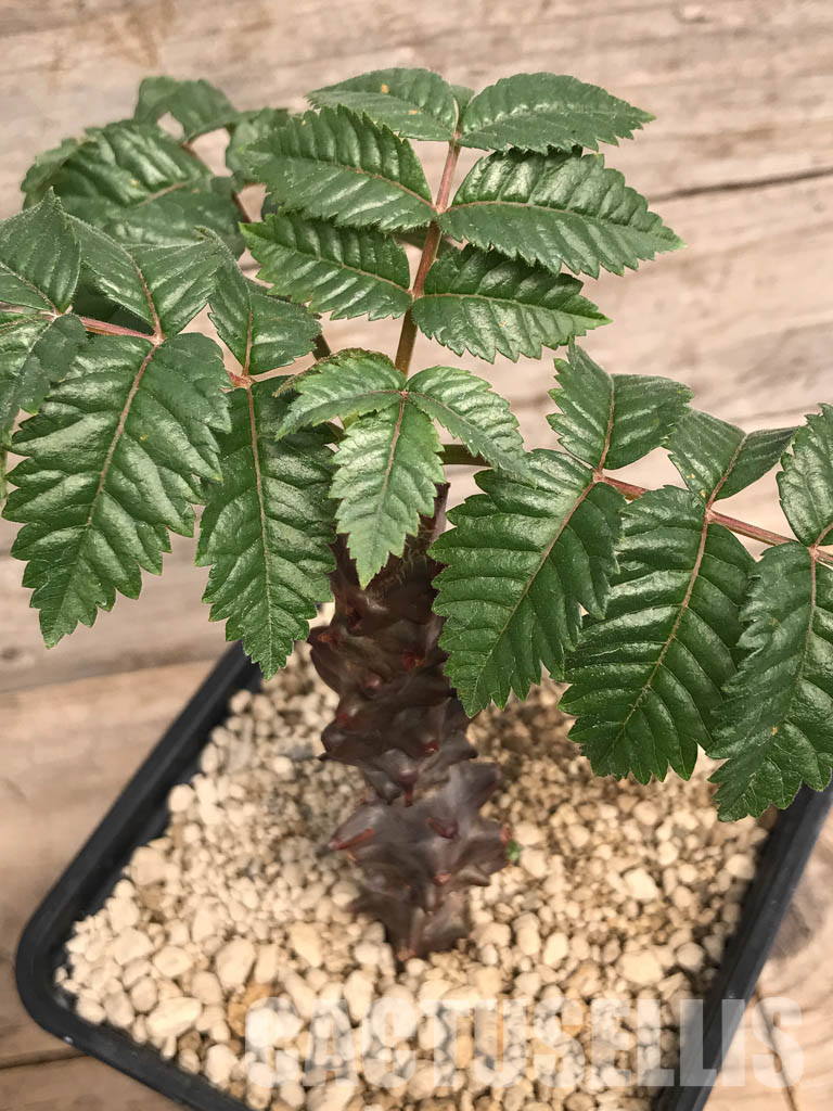 SHPR5353 Beiselia mexicana, SW Mexico - Imagen 4