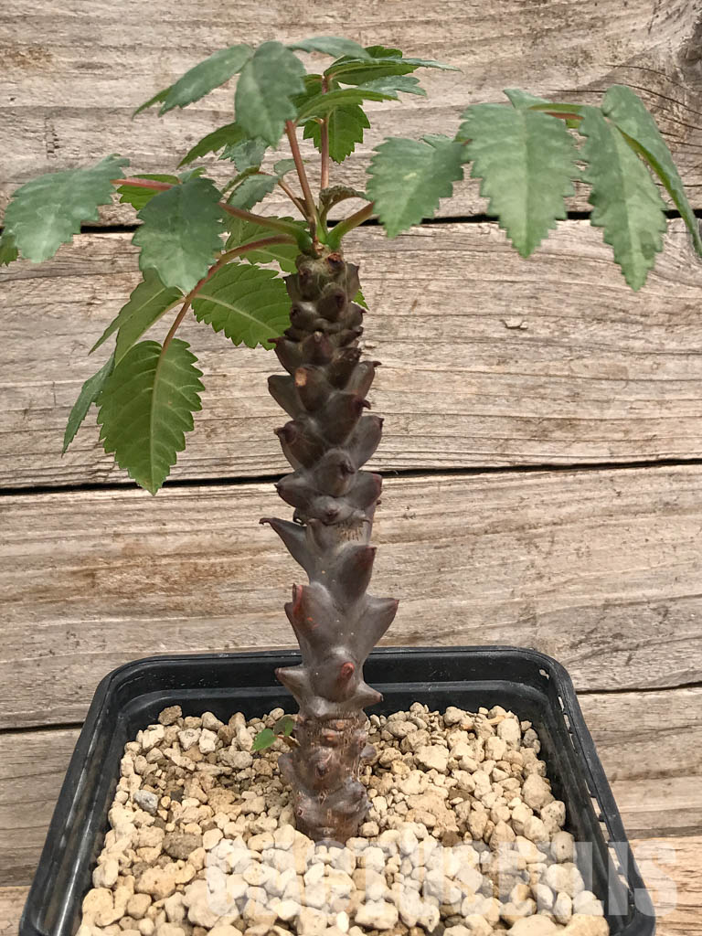 SHPR5353 Beiselia mexicana, SW Mexico - Imagen 5