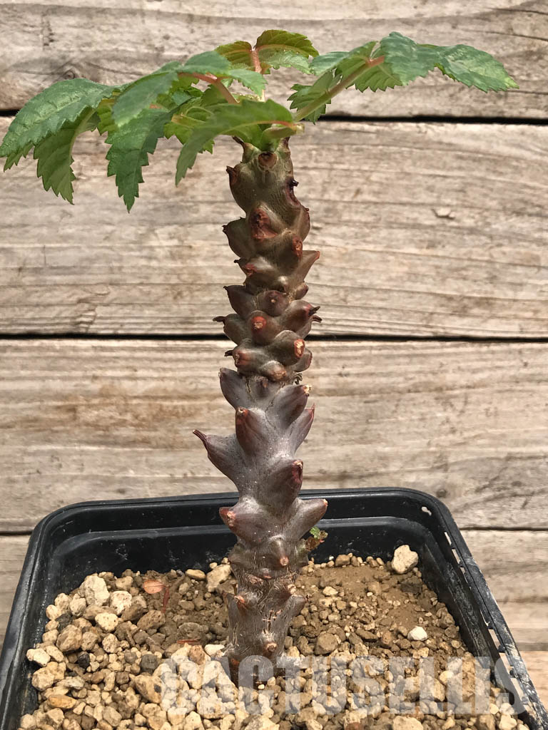 SHPR5353 Beiselia mexicana, SW Mexico - Imagen 6