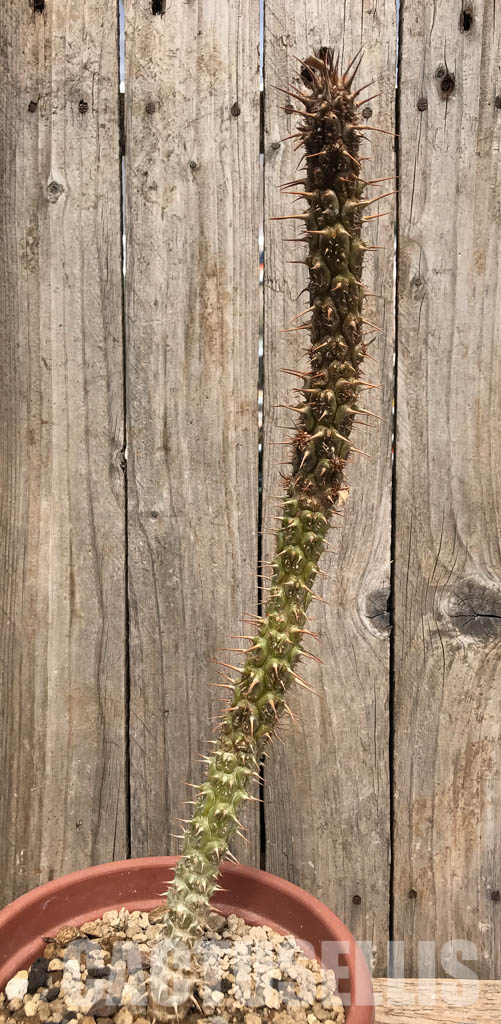 SHPR5359 Euphorbia didiereoides PV 2659 , SW Ambalavao, Madagascar - Image 2