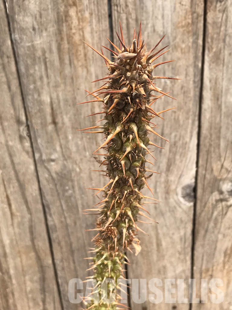 SHPR5359 Euphorbia didiereoides PV 2659 , SW Ambalavao, Madagascar - Image 4