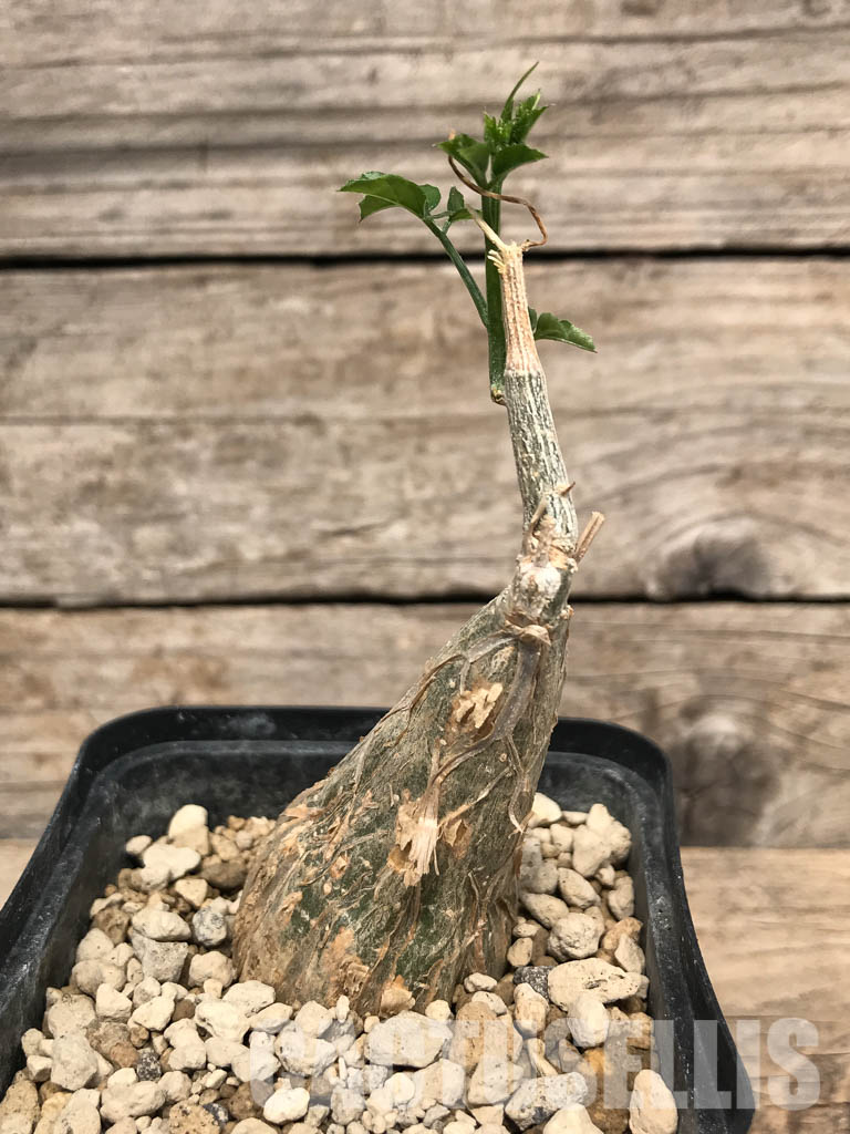 SHPR5362 Momordica rostrata ES10448, East Africa - immagine 2