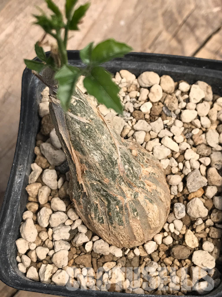 SHPR5362 Momordica rostrata ES10448, East Africa - immagine 4