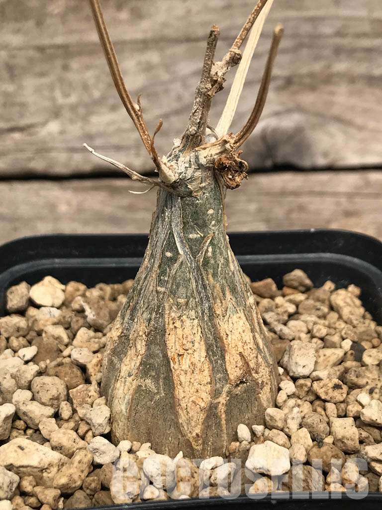 SHPR5362 Momordica rostrata ES10448, East Africa - immagine 5