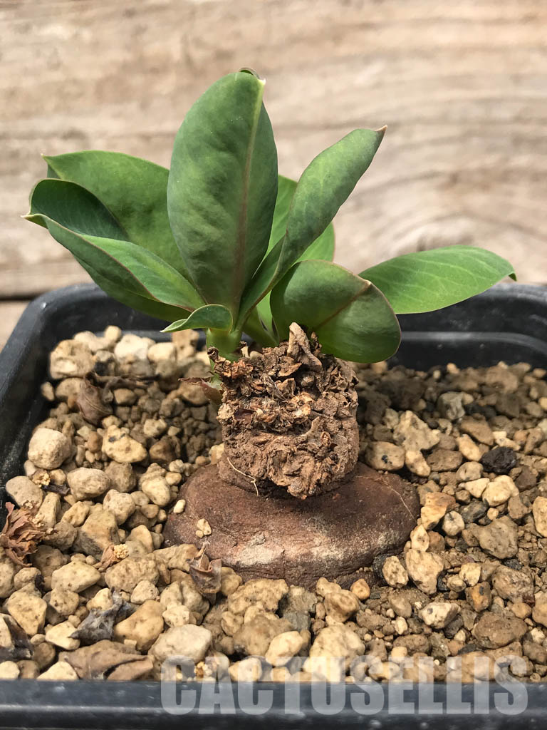 SHPR5373 Monadenium orobanchoides, SE Sumbawanga, Tanzania