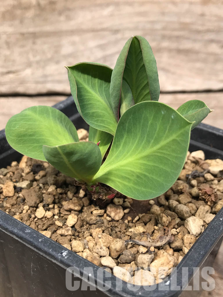 SHPR5373 Monadenium orobanchoides, SE Sumbawanga, Tanzania - immagine 2