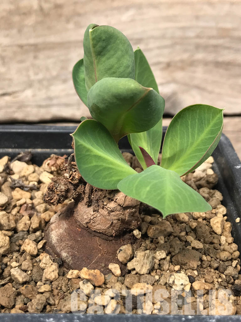 SHPR5373 Monadenium orobanchoides, SE Sumbawanga, Tanzania - immagine 3