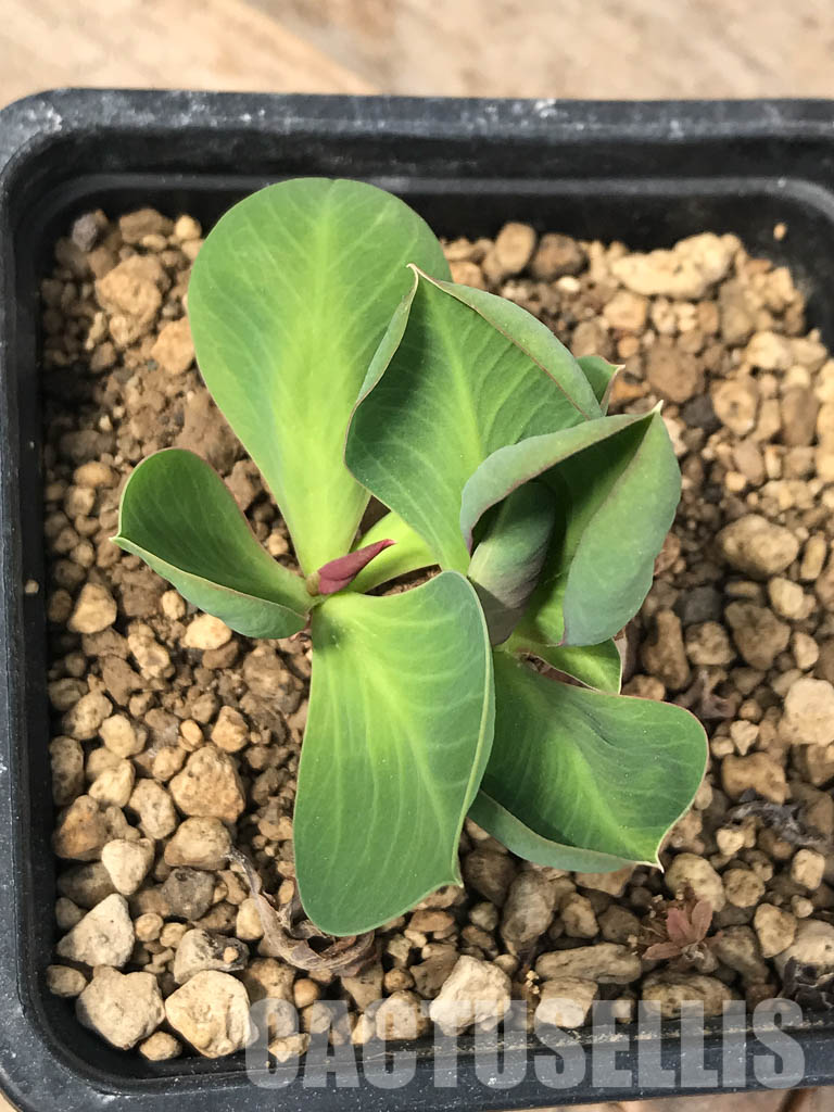 SHPR5373 Monadenium orobanchoides, SE Sumbawanga, Tanzania - immagine 4