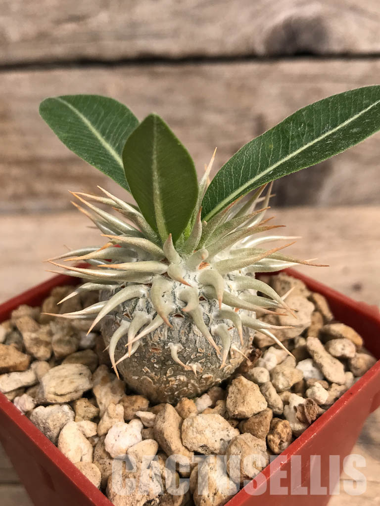 SHPR5382 Pachypodium enigmaticum, new species, Mandoto, Madagascar - Image 3