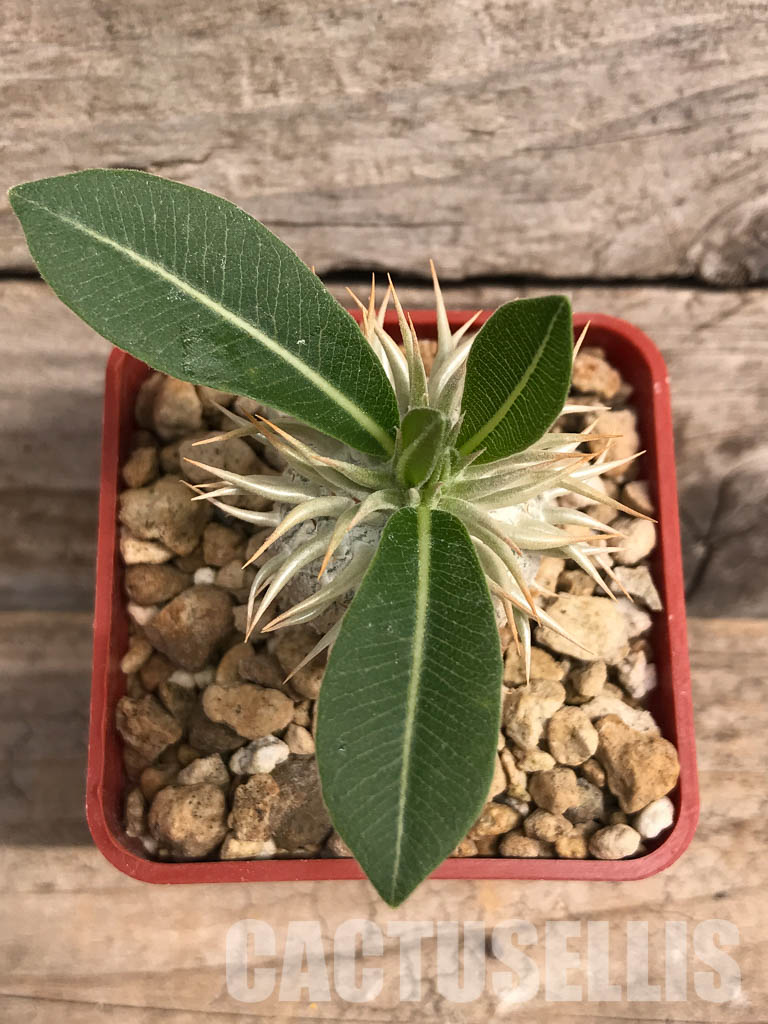 SHPR5382 Pachypodium enigmaticum, new species, Mandoto, Madagascar - Image 4