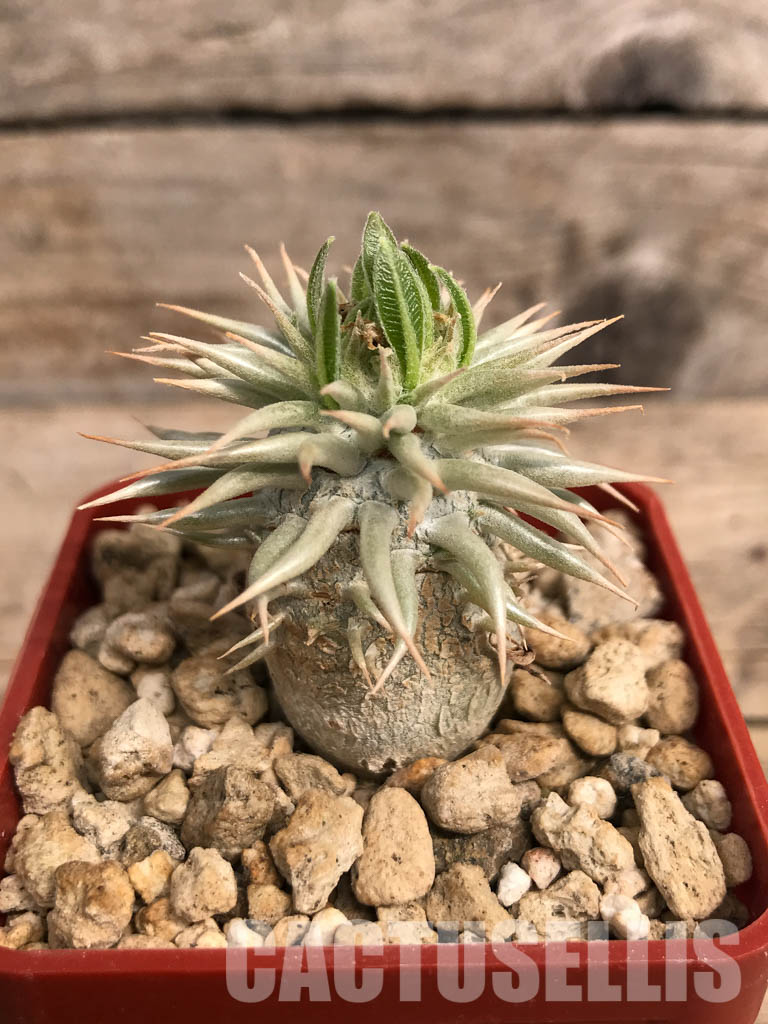 SHPR5382 Pachypodium enigmaticum, new species, Mandoto, Madagascar - Image 5