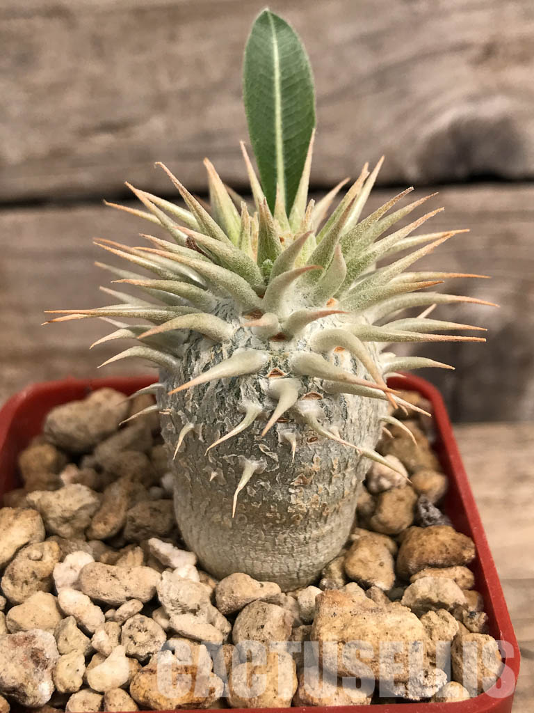 SHPR5382 Pachypodium enigmaticum, new species, Mandoto, Madagascar - Image 7