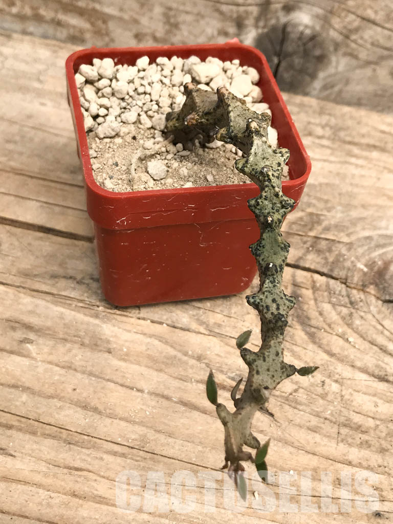 SHPR5396 Ceropegia, Zimbabwe, Swaziland, South Africa - 画像 (2)