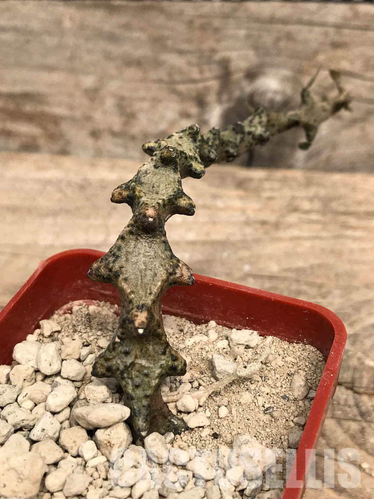 SHPR5396 Ceropegia, Zimbabwe, Swaziland, South Africa - 画像 (3)