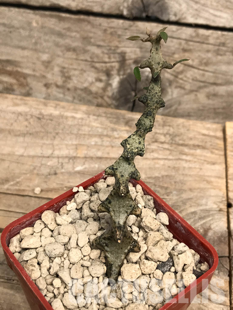 SHPR5396 Ceropegia, Zimbabwe, Swaziland, South Africa - 画像 (4)