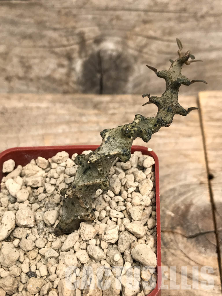 SHPR5396 Ceropegia, Zimbabwe, Swaziland, South Africa - 画像 (5)