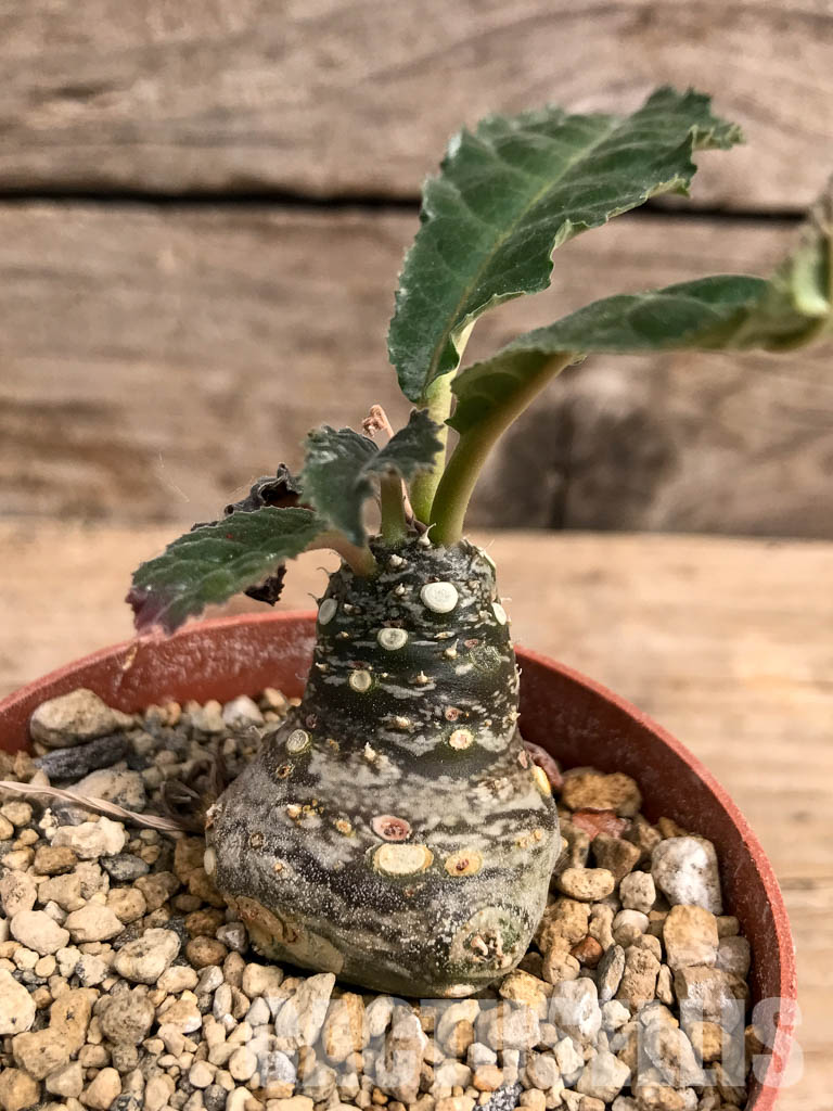 SHPR5409 Dorstenia aff. crispa RSTR 360, Lower Sheikh, Somalia - Imagen 2