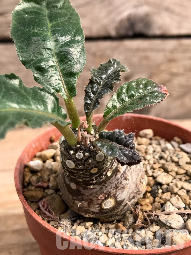 SHPR5409 Dorstenia aff. crispa RSTR 360, Lower Sheikh, Somalia - Imagen 3