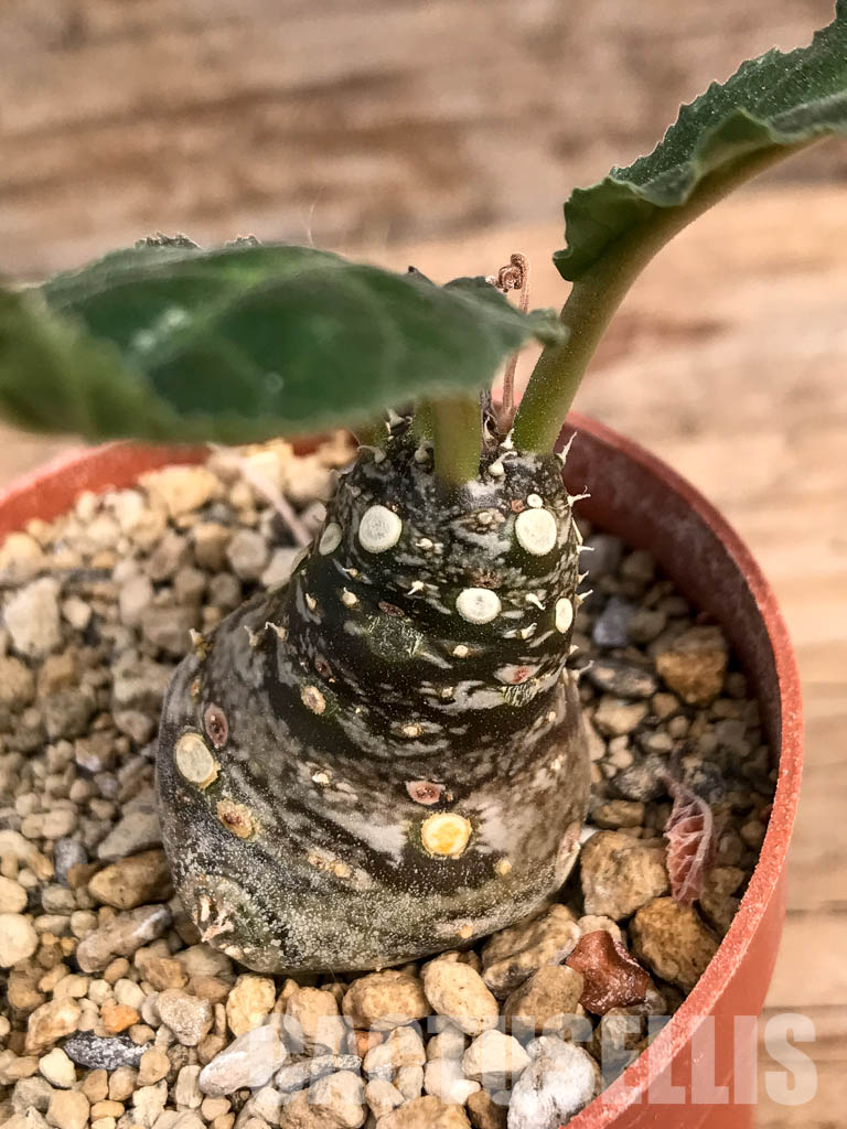 SHPR5409 Dorstenia aff. crispa RSTR 360, Lower Sheikh, Somalia - Imagen 4