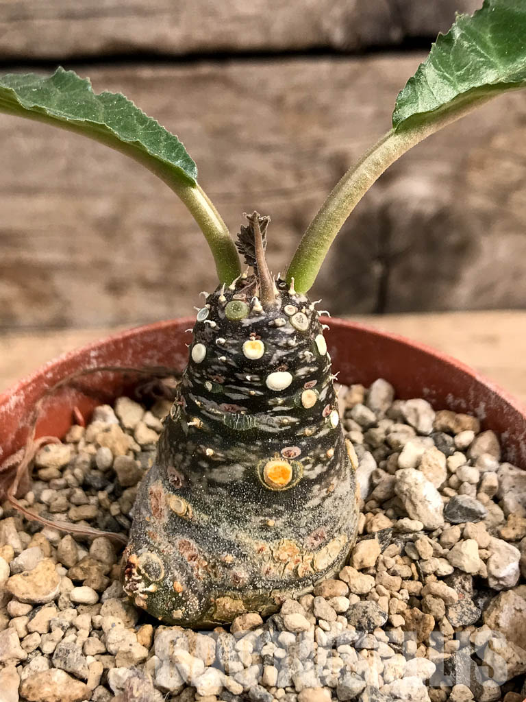 SHPR5409 Dorstenia aff. crispa RSTR 360, Lower Sheikh, Somalia - Imagen 5