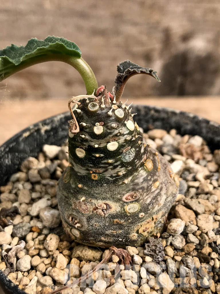 SHPR5409 Dorstenia aff. crispa RSTR 360, Lower Sheikh, Somalia - Imagen 6