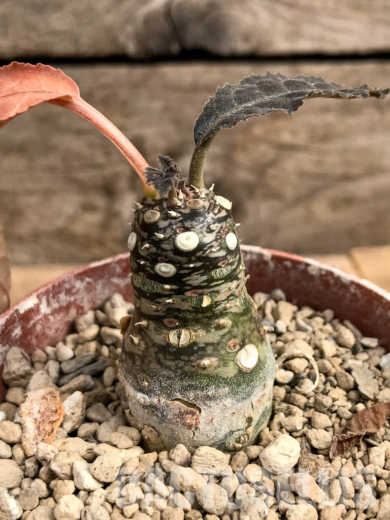 SHPR5409 Dorstenia aff. crispa RSTR 360, Lower Sheikh, Somalia - Imagen 7