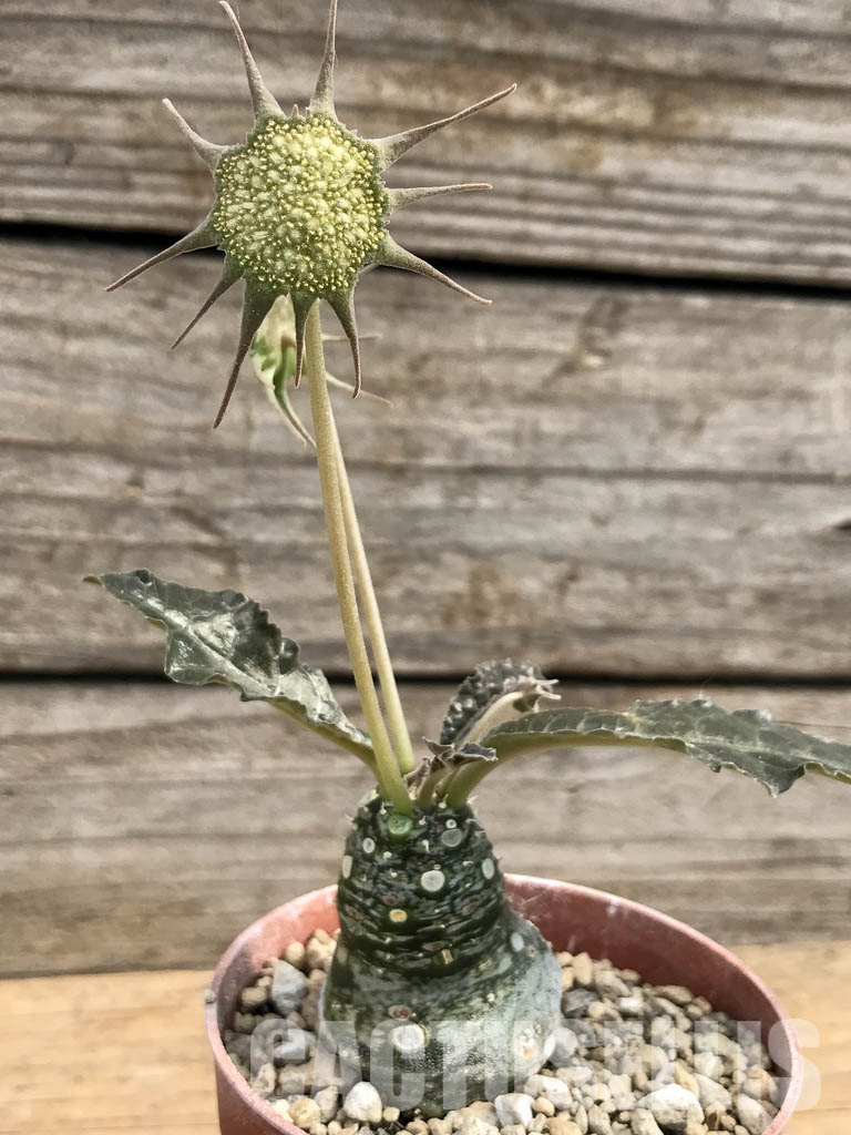 SHPR5409 Dorstenia aff. crispa RSTR 360, Lower Sheikh, Somalia