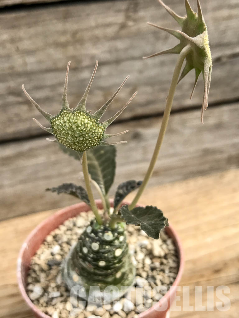 SHPR5409 Dorstenia aff. crispa RSTR 360, Lower Sheikh, Somalia - Imagen 9