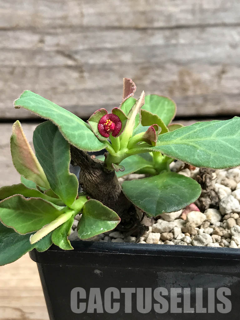 SHPR5411 Monadenium mafingensis ES 21484, Malawi, Zambia - Image 2