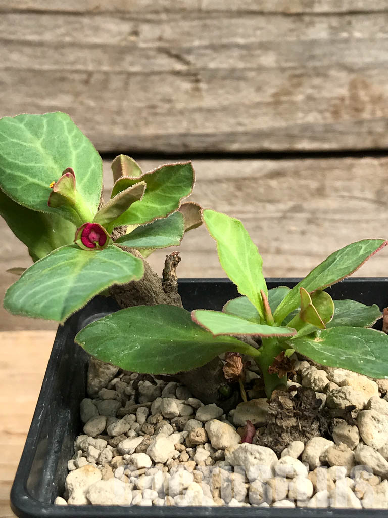 SHPR5411 Monadenium mafingensis ES 21484, Malawi, Zambia - Image 3