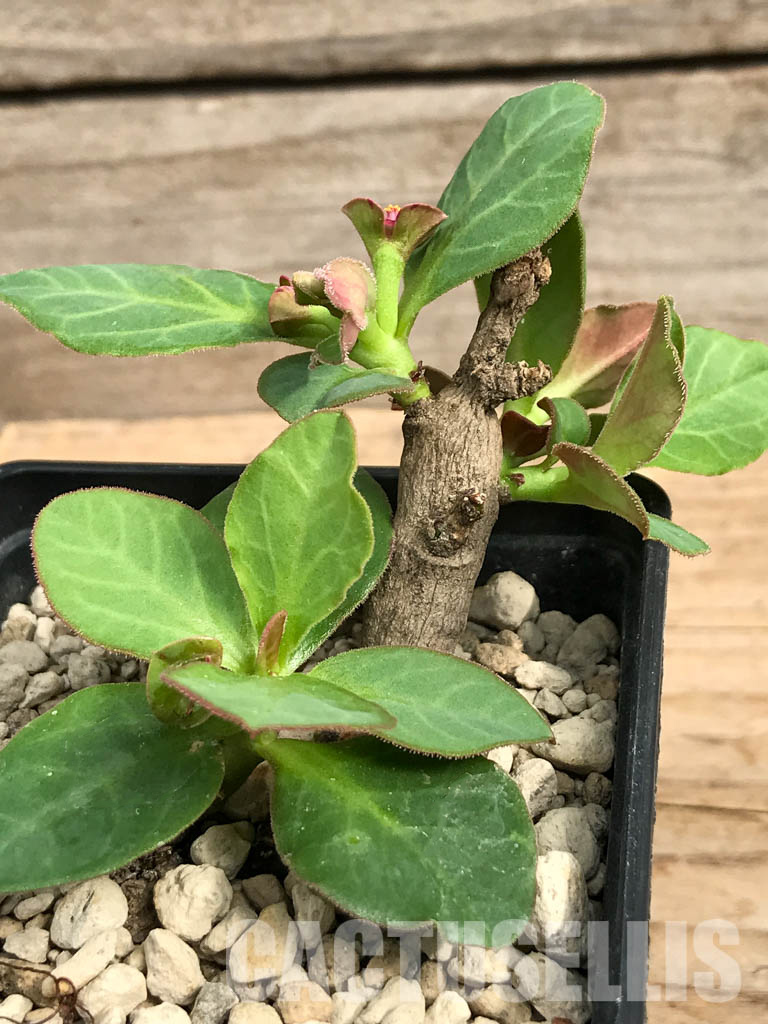 SHPR5411 Monadenium mafingensis ES 21484, Malawi, Zambia