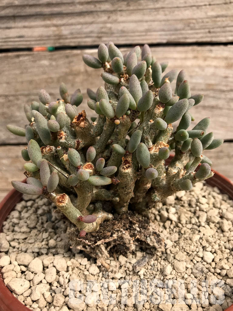 SHPR5416 Tylecodon schaeferianus, Cape Province, Namibia - Image 3
