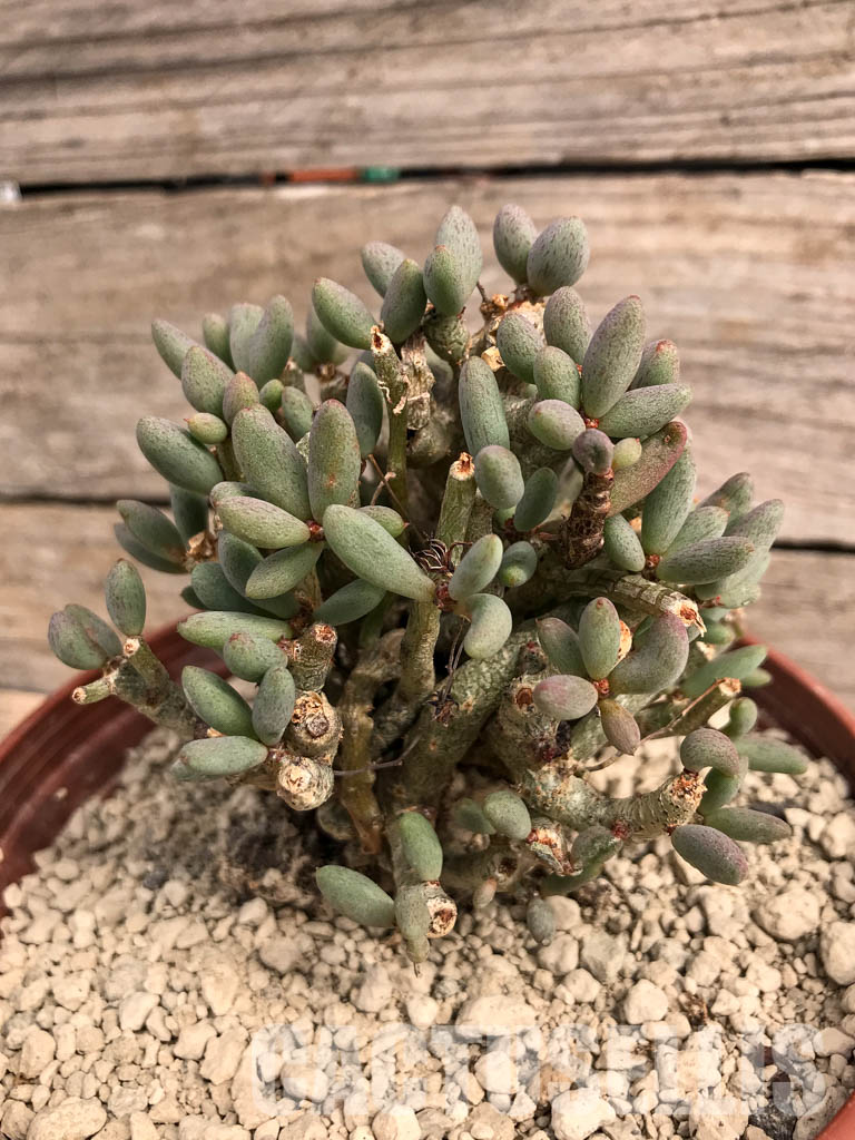 SHPR5416 Tylecodon schaeferianus, Cape Province, Namibia - Image 4