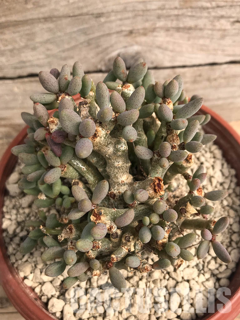 SHPR5416 Tylecodon schaeferianus, Cape Province, Namibia - Image 2