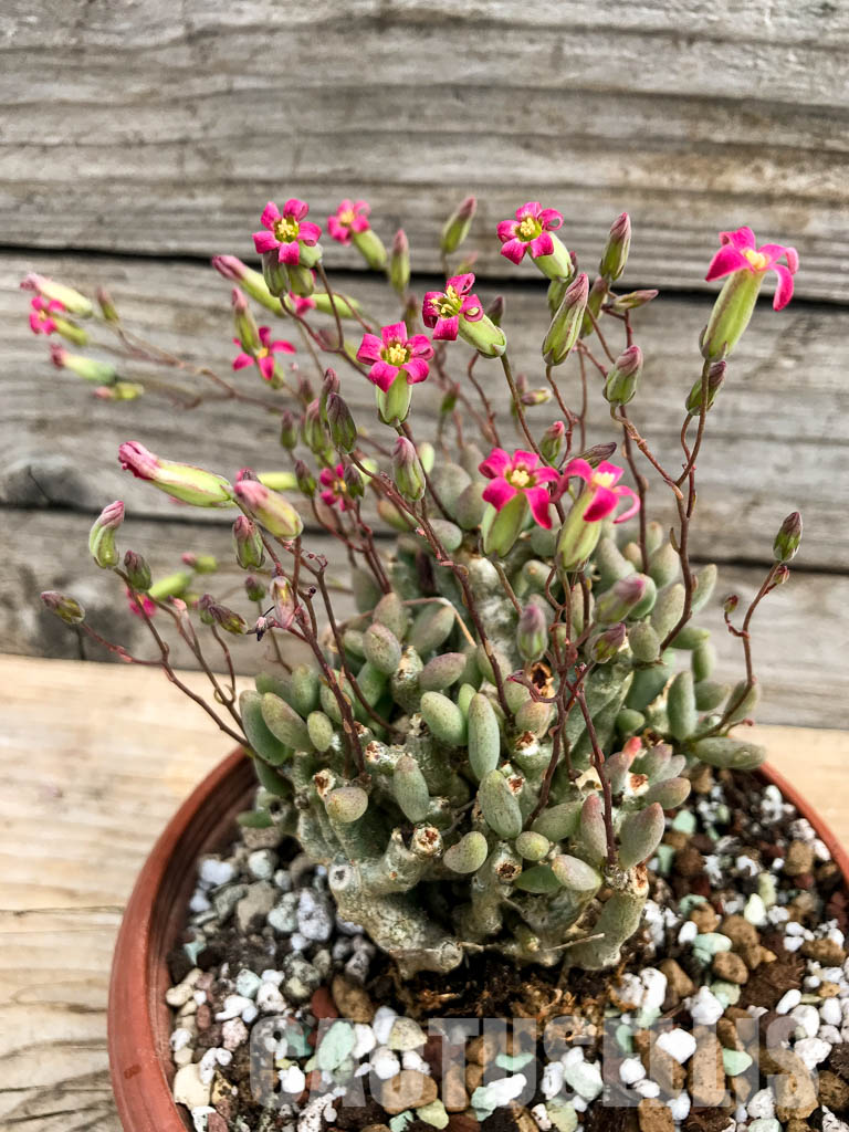 SHPR5416 Tylecodon schaeferianus, Cape Province, Namibia