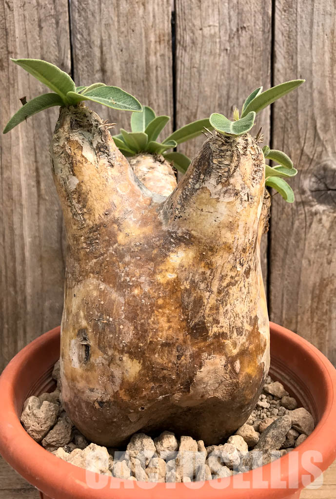 SHPR5418 Pachypodium rosulatum var. eburneum, Mount Ibity, Prov. Antananarivo, Madagascar - Obrázek 2