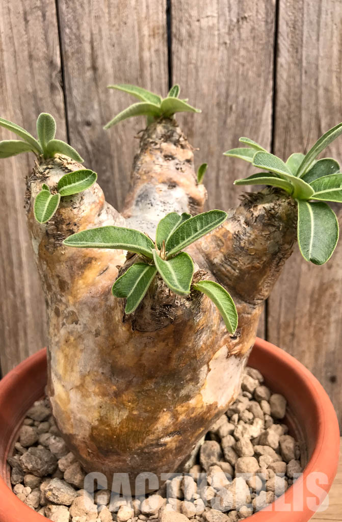 SHPR5418 Pachypodium rosulatum var. eburneum, Mount Ibity, Prov. Antananarivo, Madagascar