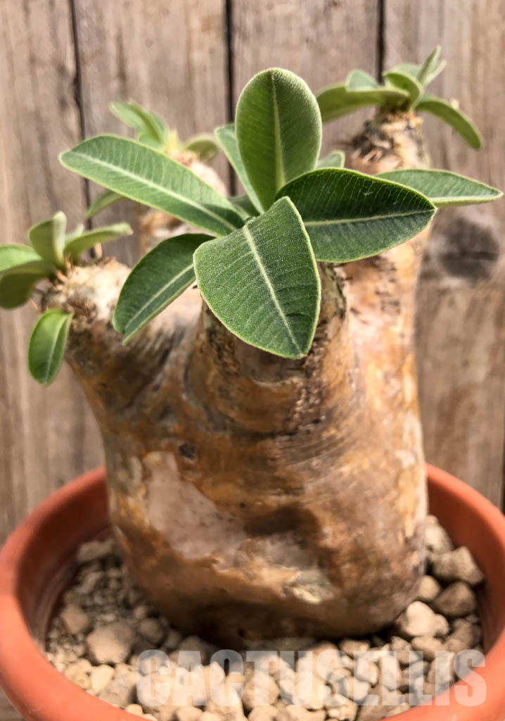 SHPR5418 Pachypodium rosulatum var. eburneum, Mount Ibity, Prov. Antananarivo, Madagascar - Obrázek 4