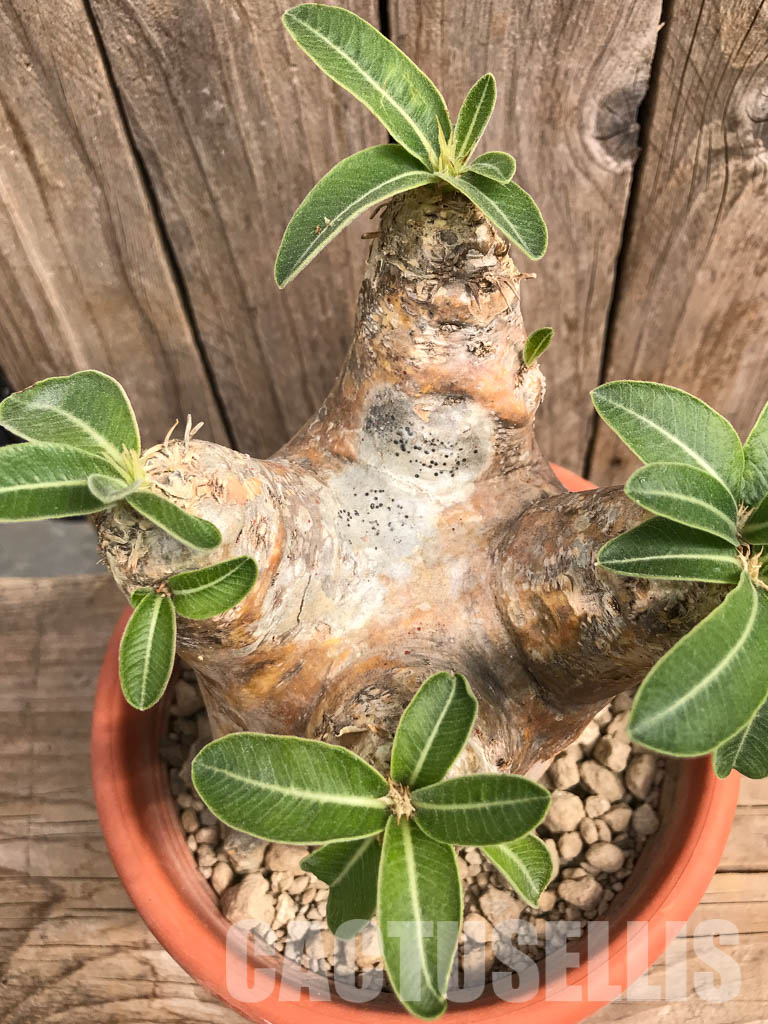 SHPR5418 Pachypodium rosulatum var. eburneum, Mount Ibity, Prov. Antananarivo, Madagascar - Obrázek 5