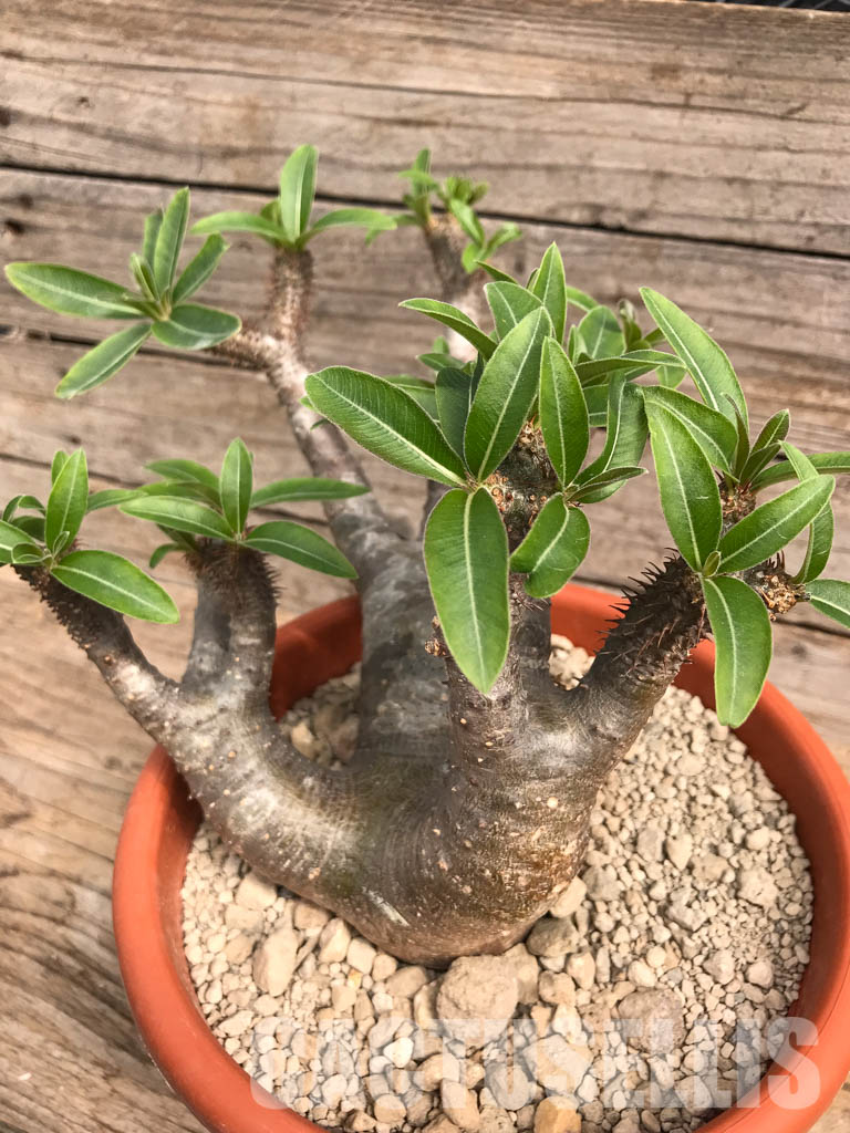 SHPR5419 Pachypodium rosulatum subs. makayense, Makay, Menabe, Tulear province, South of Madagascar – Image 2